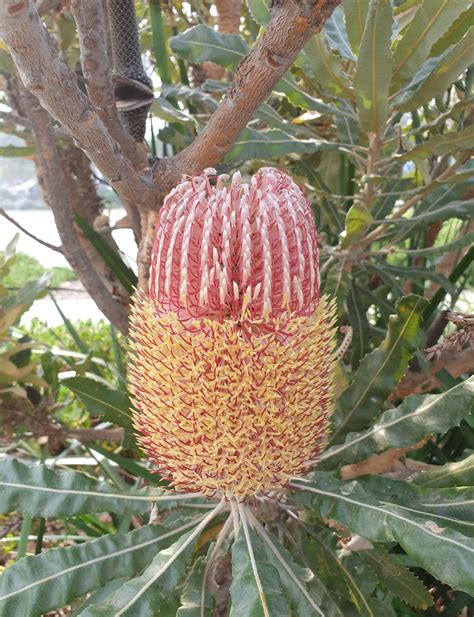 Banksia menziesii – Muchea Tree Farm