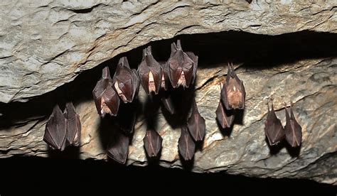 Do Bats Hibernate? - WorldAtlas