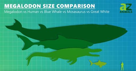 Megalodon vs. Whale Shark: Which Was Bigger? - A-Z Animals