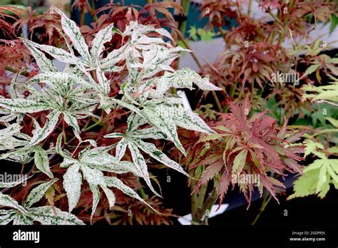 Acer palmatum ‘Ukigumo’ Japanese maple Ukigumo – small palmate cream leaves mottled dark green ...