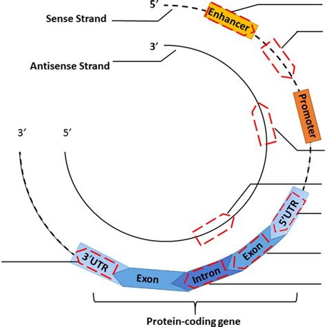 The classification of long non‐coding RNA. Long non‐coding RNAs... | Download Scientific Diagram