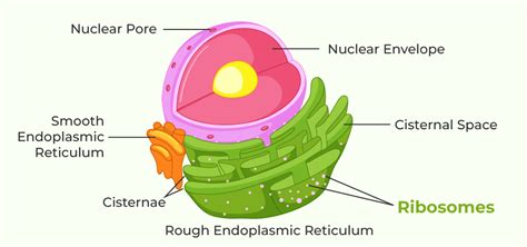 Labeled Ribosome Structure