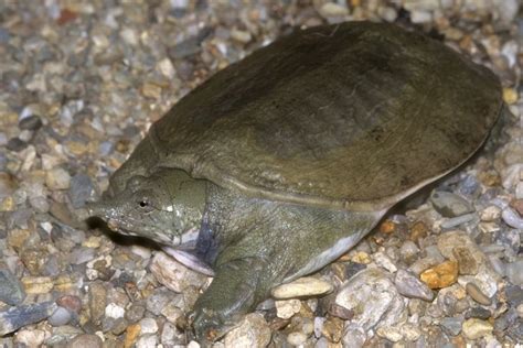 Chinese Softshell Turtle Facts and Pictures | Reptile Fact