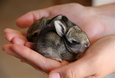 Baby Cottontail Bunnies | Baby bunnies care, Baby animals, Baby bunnies