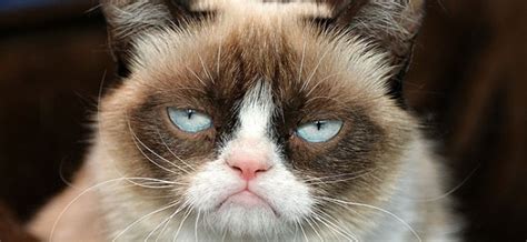 The Grumpy Cat Movie Trailer is the Best Worst Thing You'll See Today - Overmental