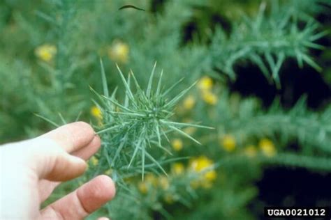 Gorse - Invasive Species Council of British Columbia