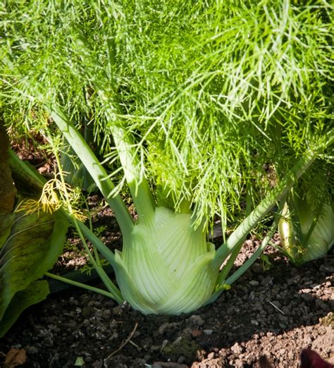 Fennel varieties | Lopez Island Kitchen Gardens