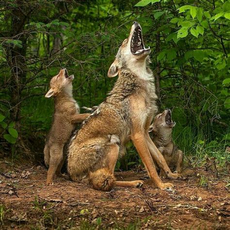 First howling lesson for coyote pups | pleasedontaskalice