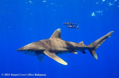 Finformation: Oceanic Whitetip Shark