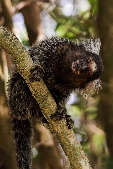 Marmoset - Wikipedia