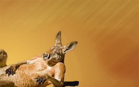 Baby Kangaroo Wallpaper - WallpaperSafari