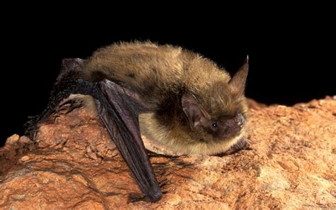 Myotis septentrionalis - Bat Conservation International