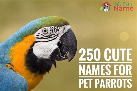 Parrot Names: 250 Best, Popular and Cute Names