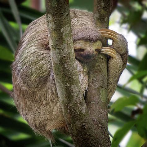 Sleeping Sloth Photograph by Darylann Leonard Photography - Pixels