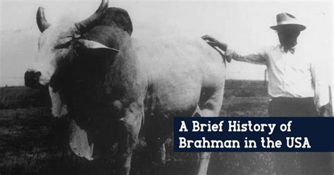 A Brief History of Brahman in the United States - B.R. Cutrer, Inc.