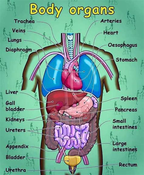 English Vocabulary: Internal Organs of the Human Body - ESLBUZZ