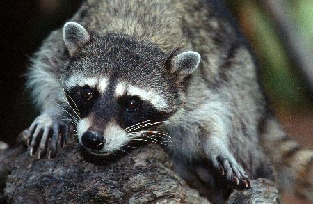 Raccoon Characteristics, Habitat & Lifespan | Study.com