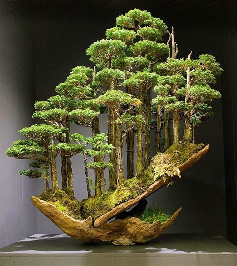 Great Old Bonsai Tree For Sale of all time Learn more here | bonsaiify