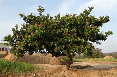 The Complete Guide to Growing a Thriving Cashew Tree - Garden and Happy