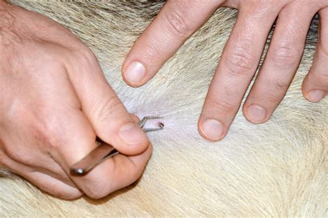 Removing Tick Attached To Dog With Tweezers Stock Image - Image of ...