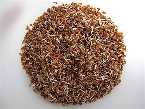 Growing Alfalfa Sprouts | Sproutpeople