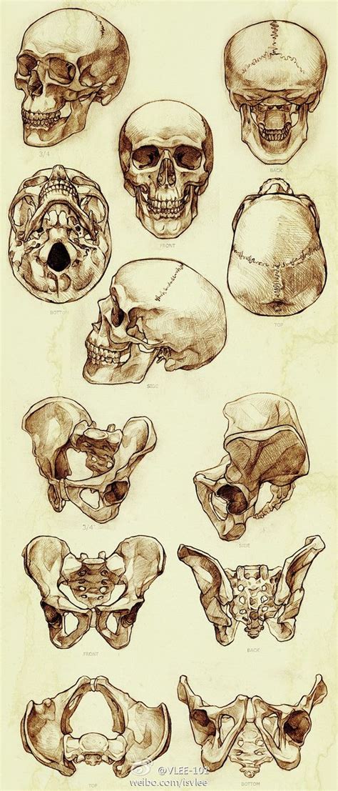 Sketchs | Anatomy art, Human anatomy art, Drawings