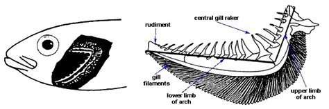 Gill Arch & Scale Types – Discover Fishes