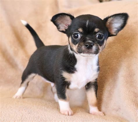 Chihuahua Puppies For Sale | Muskogee, OK #316809