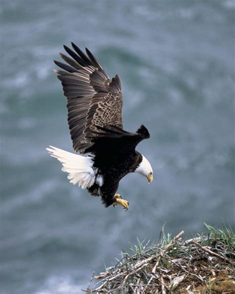 Bald Eagle - Rocky Mountain National Park (U.S. National Park Service)