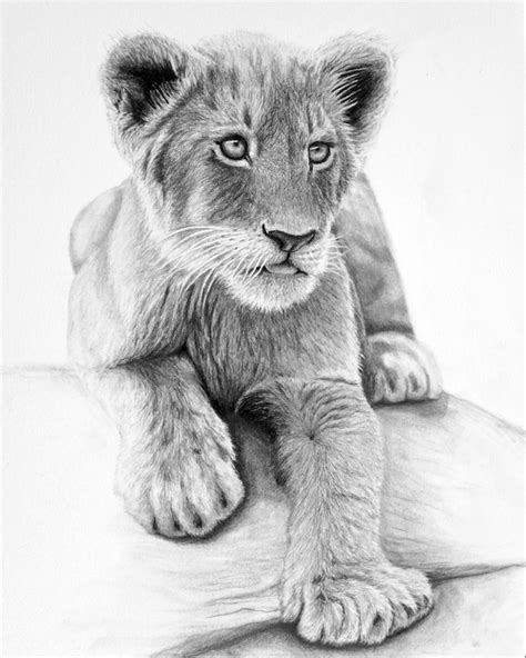 Behind The Scenes of the Lion Cub Drawing - Corrina Thurston