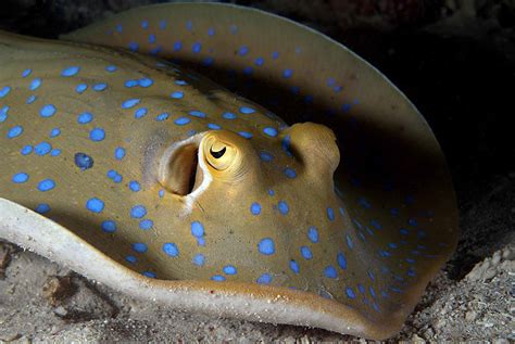 Al Hornsby Productions » Mabul 2011 1 086 Mabul, Blue-spotted Stingray Copyright Al Horns