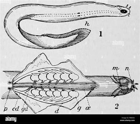 Hagfish Anatomy