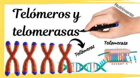 Telómeros y Telomerasas [Los extremos de los cromosomas] - YouTube