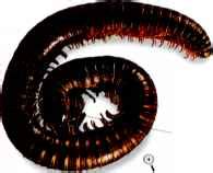 Cylinder millipedes - Feeding Habits - Insectomania