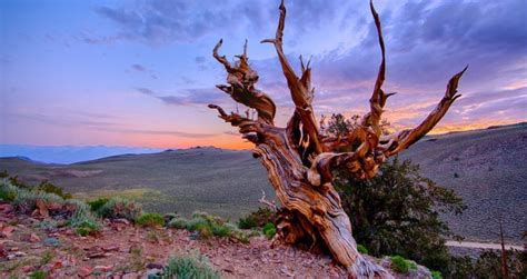 Meet The Methuselah Tree, The Oldest Tree In The World