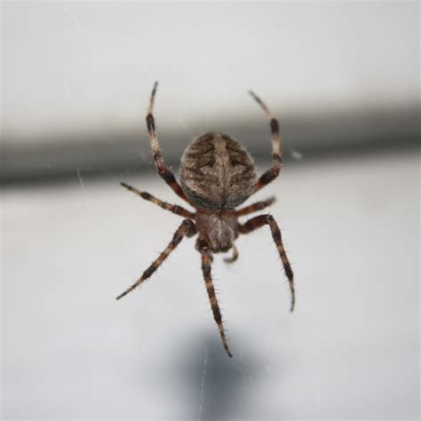 Orb Weaver Spider – Photos Public Domain