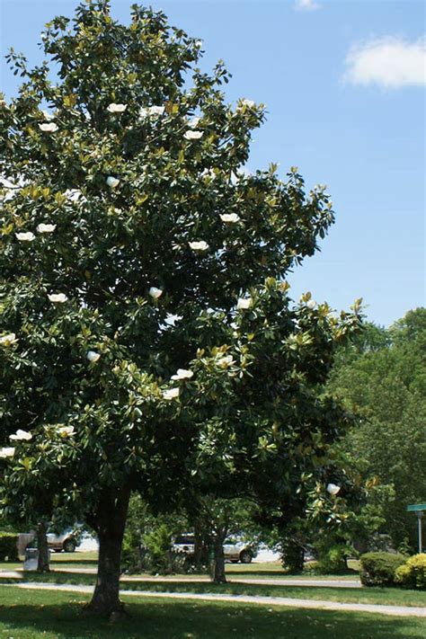 Buy Southern Magnolia Tree (Single Trunk Tree Form) | FREE SHIPPING ...