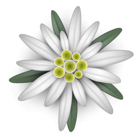 vector de ilustración de edelweiss aislado. flor blanca 9293835 Vector en Vecteezy