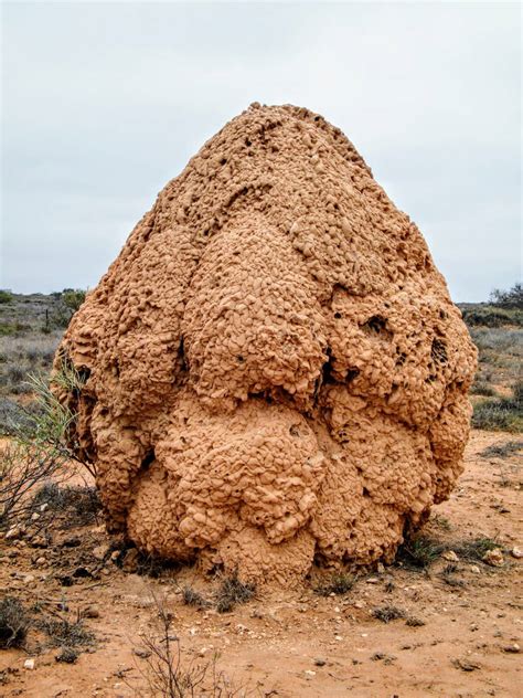 TERMITE HILL / WEST AUSTRALIA by ILONA66-ART-IME on DeviantArt