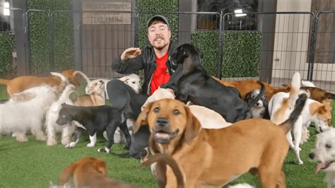 YouTuber MrBeast Adopts Out 100 Dogs! Pet Rescue Spotlight - Petropolis