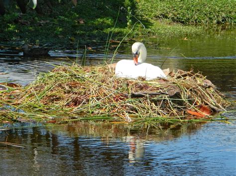 Lise's Log Cabin Life: Nesting Mute Swan