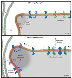 Review. Dare to change, the dynamics behind plasmodesmata-mediated cell ...