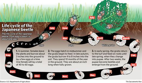 Grub Control! - TurfX Fertilization and Weed Control