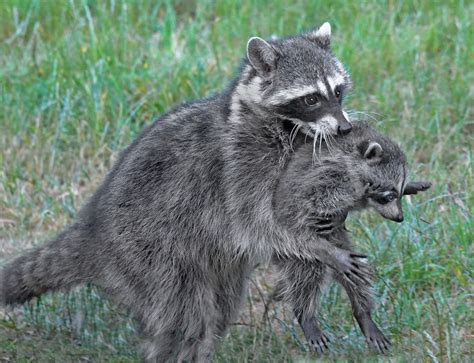 Raccoon walking upright with baby – Mendonoma Sightings