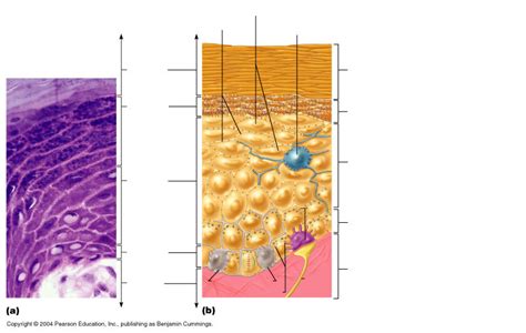 Layers of Epidermis Diagram | Quizlet