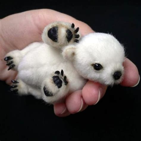 40 Adorable Pictures of Baby Animals just Born