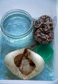 Ball Python Breeding (A Guide From Start to Finish) - SnakeTracks.com