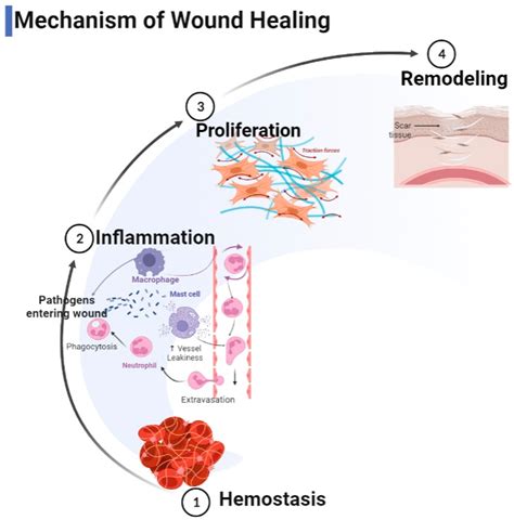 Wound Healing Diagram