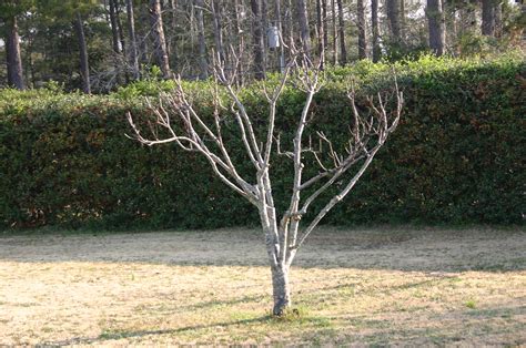 Pruning Peach Trees Diagram