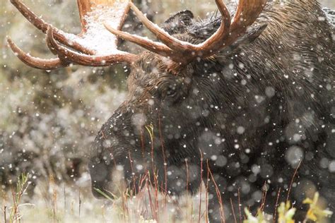 Photo: The Magnificence of a Moose in the Snow